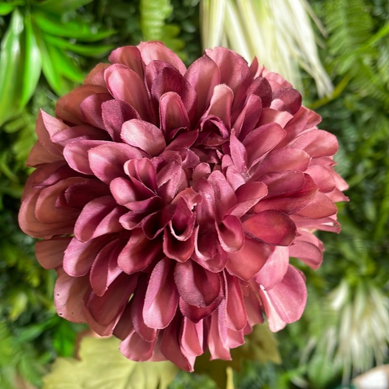 Purple Dahlia - OUThaus