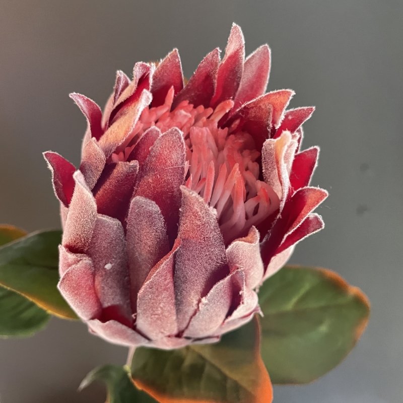 Queen Protea (Red) - OUThaus