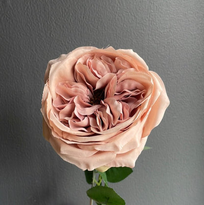 Rose (antique mauve) - OUThaus