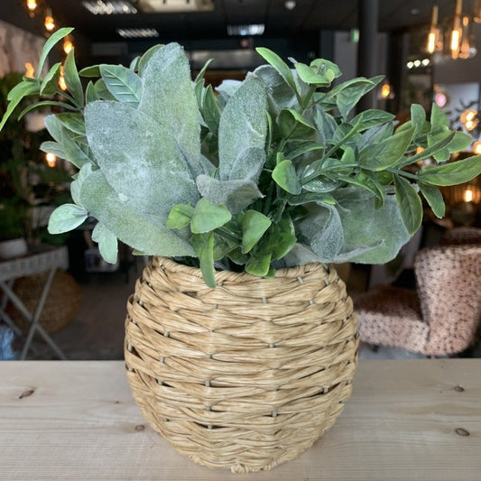 Sage In Rattan Pot - OUThaus