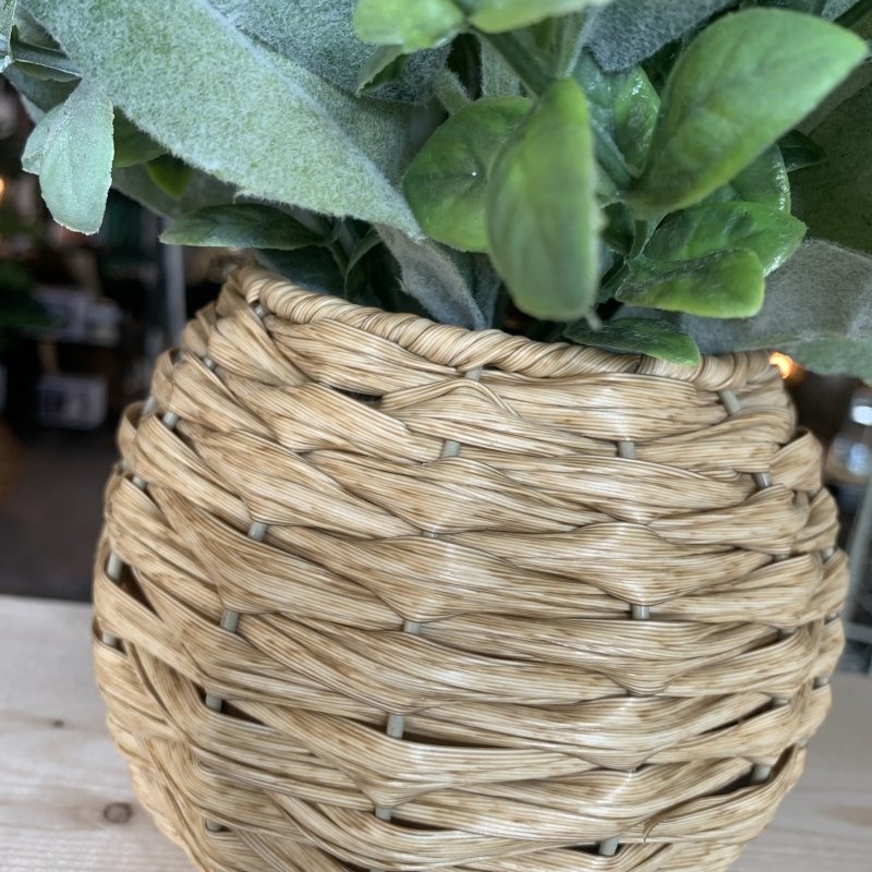 Sage In Rattan Pot - OUThaus