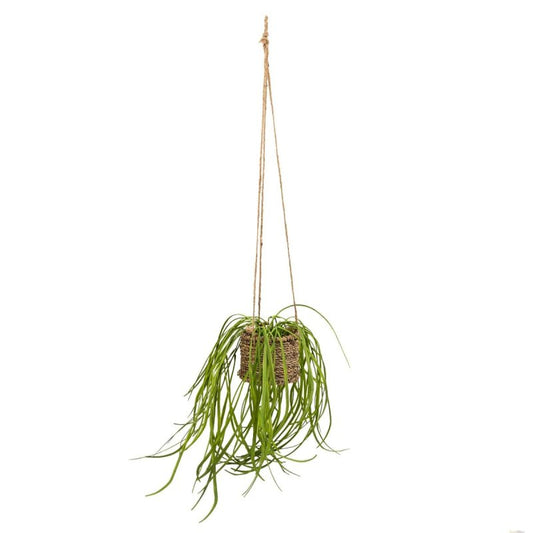 Spider Plant in Rattan Basket - OUThaus