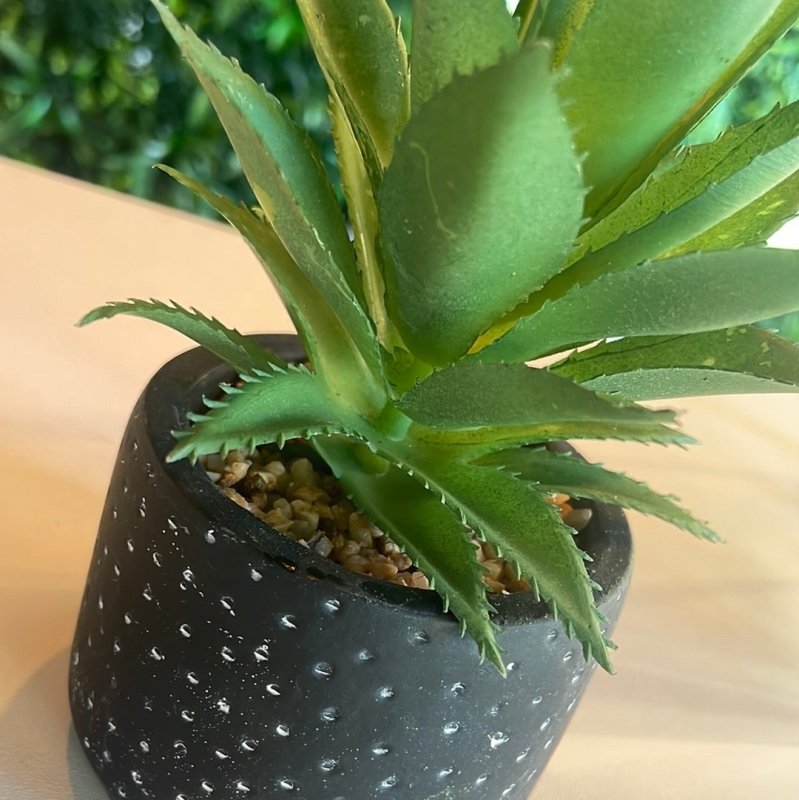 Succulent in Black & White Pot - OUThaus