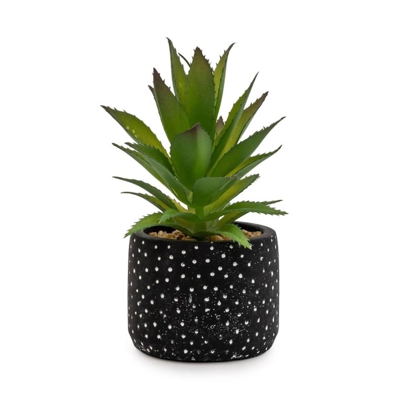 Succulent in Black & White Pot - OUThaus