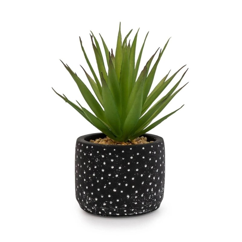 Succulent in Black & White Pot - OUThaus