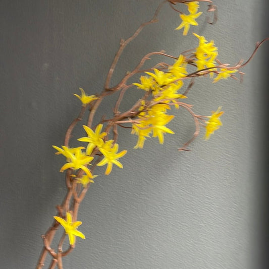 Yellow Forsythia spray - OUThaus